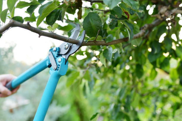 Best Arborist Services Near Me  in Jay, OK